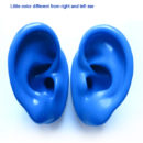 blue-ear-model