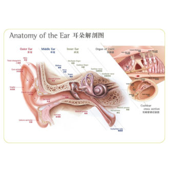 Ear Anatomy model Ear Anatomical Chart